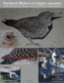 4-Northern Flicker woodpecker m (2)abc.j
