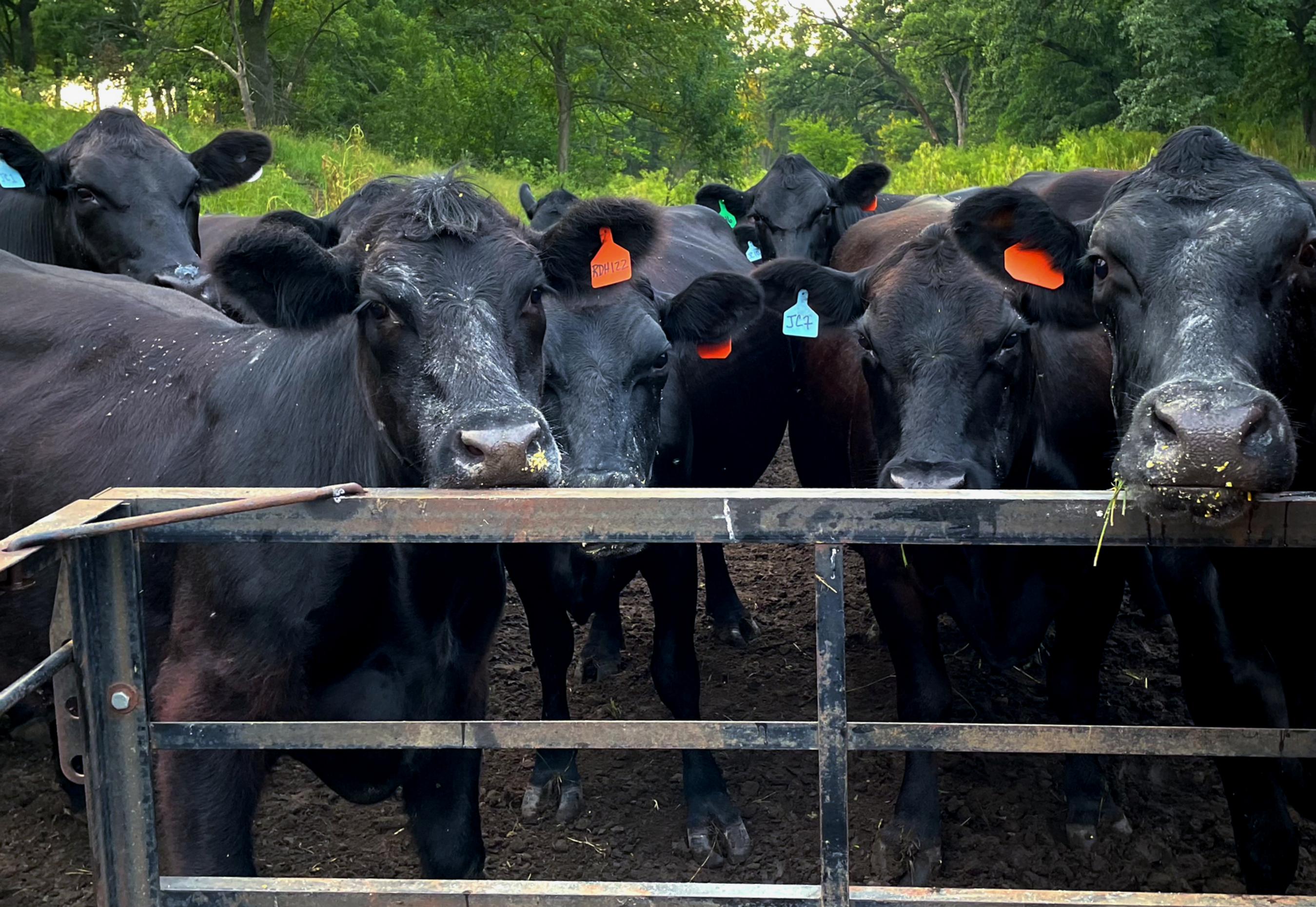 Bred Recipient Contract