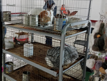 El primer campeonato del conejo llegó a Tetla, Tlaxcala