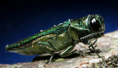 eab-adult.jpg