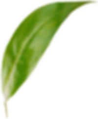 leaf bottom right.png
