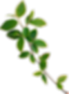 branch.png
