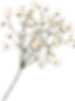 dried flower.png