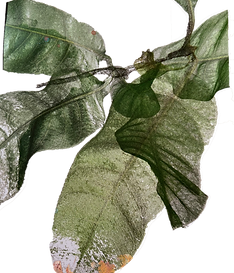 Blatt.png