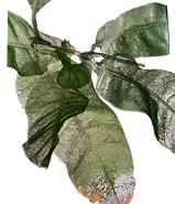 Blatt_edited.png