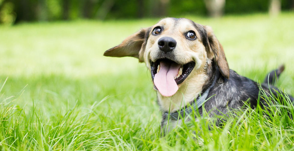 dog in grass happy_edited.jpg