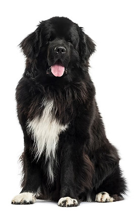 Newfie_edited.jpg
