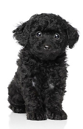 black poodle_edited_edited.jpg