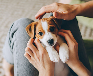Puppy in lap.jpg