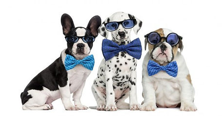 dogs wearing glasses.jpg