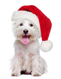 westie xmas hat.jpg
