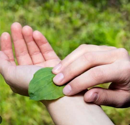 Applying a broad leafed plantain leaf to a scratched arm
