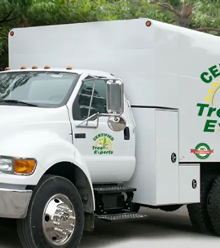certified-tree-removal-loganvile.webp