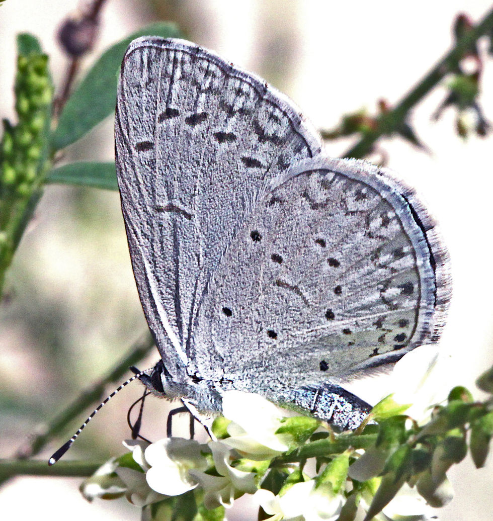 Spring Azure Butterfly