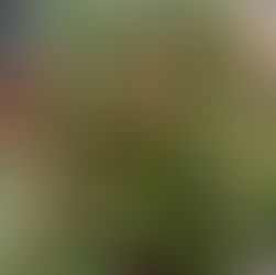 Trumpet Honeysuckle, Lonicera sempervirens