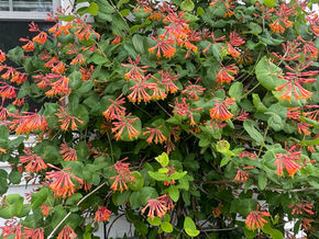 Trumpet Honeysuckle, Lonicera sempervirens