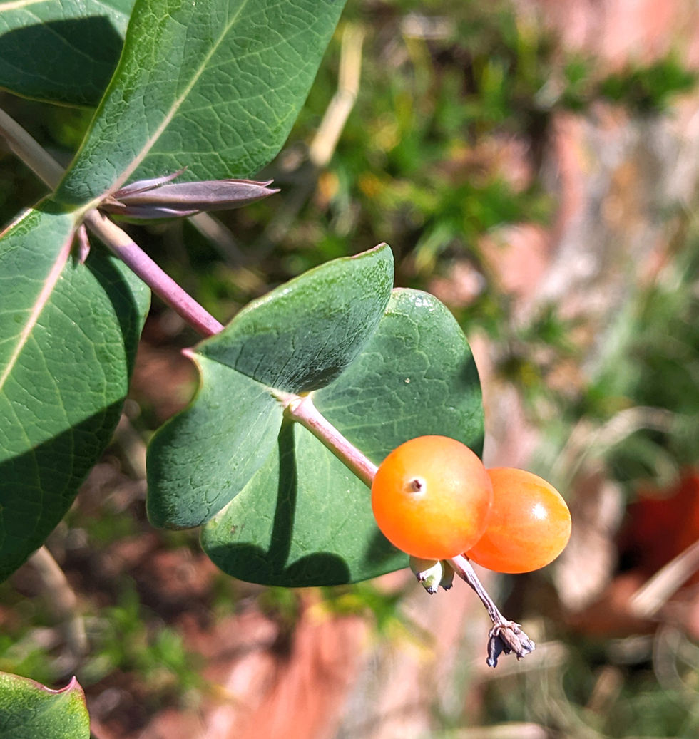 Trumpet Honeysuckle (Lonicera sempervirens) berries.