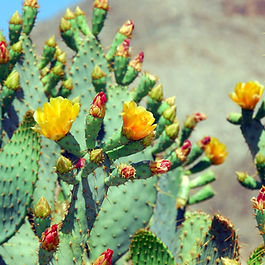 Cows Tongue Prickly Pear