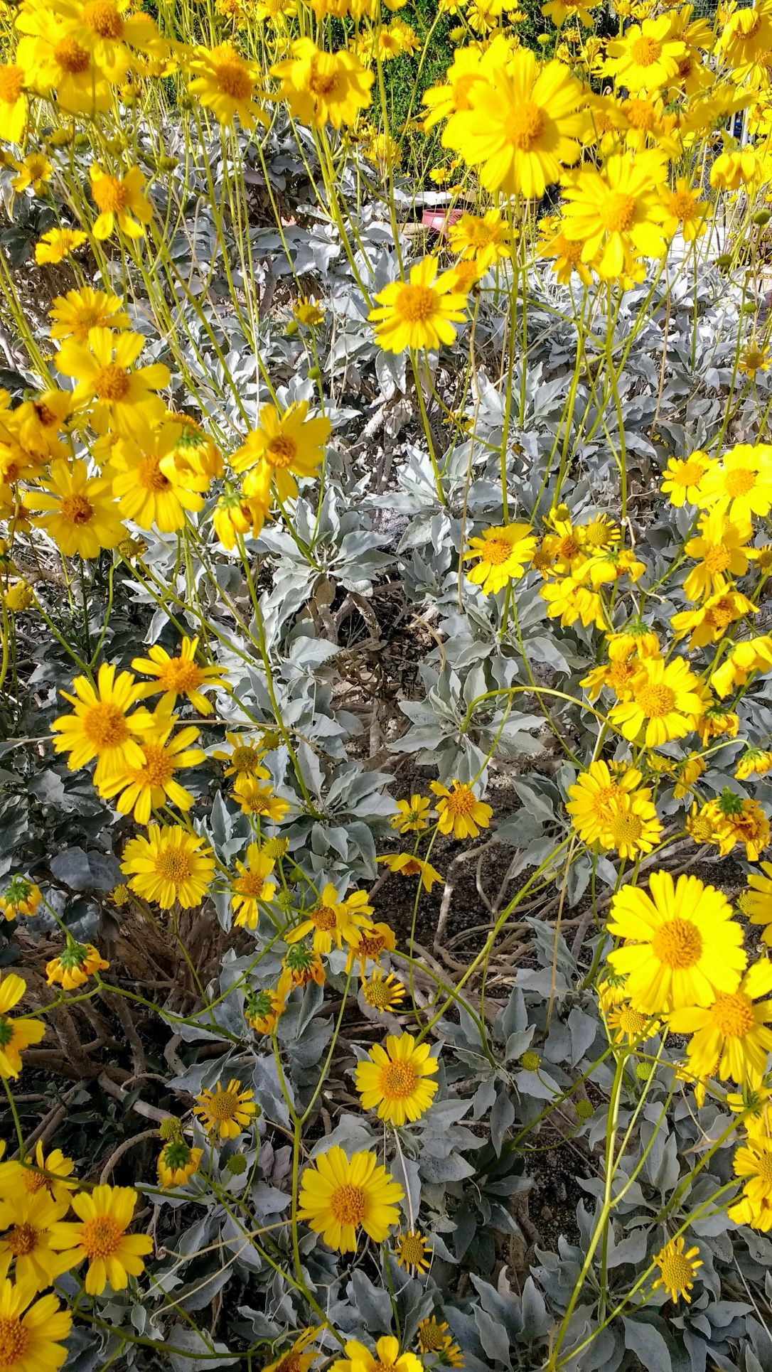 Brittlebush Encelia farinosa at Native Plant Nursery DesertStrawHouse