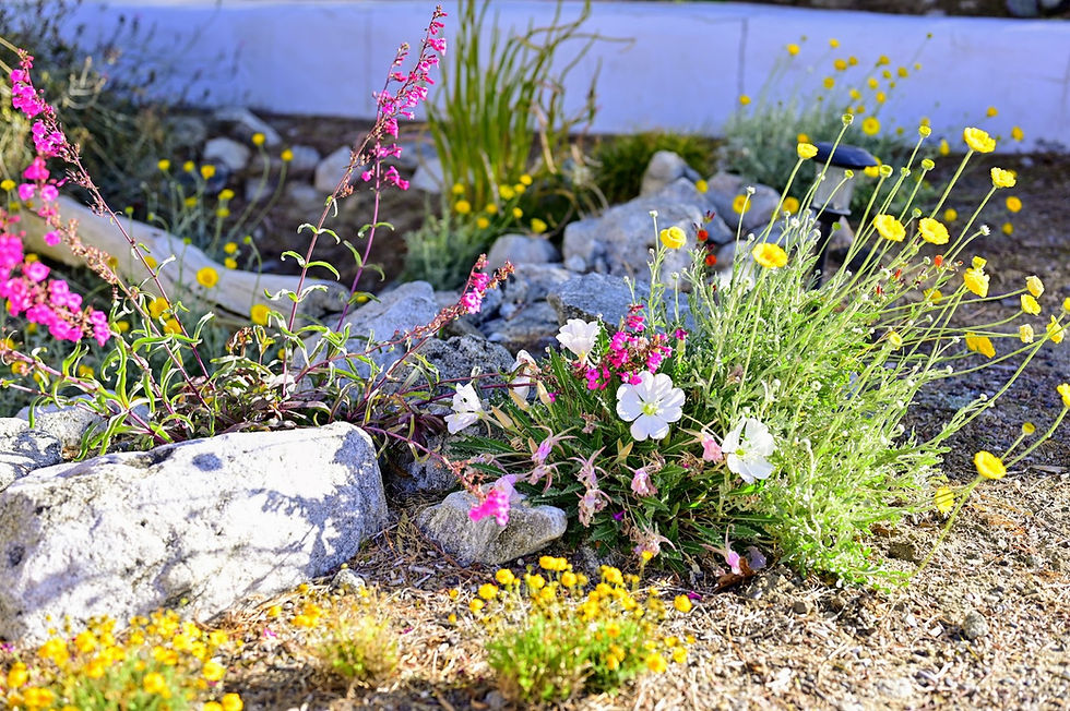 Desert Straw House Native Plant Nursery Tour
