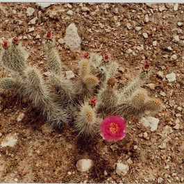 Mojave Prickly Pear