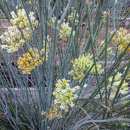 Rush or Desert Milkweed