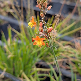 Tiny Tangerine Bulbine
