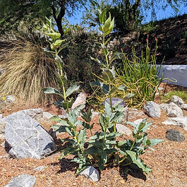 Desert Milkweed