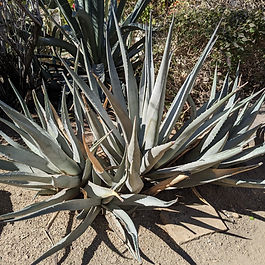 Desert Agave