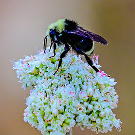 California Buckwheat