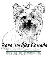 rare yorkies logo 1.jpeg