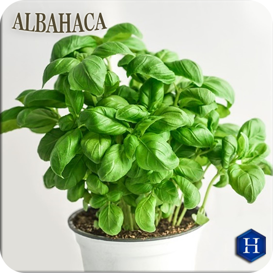 Esencia de Albahaca Natural