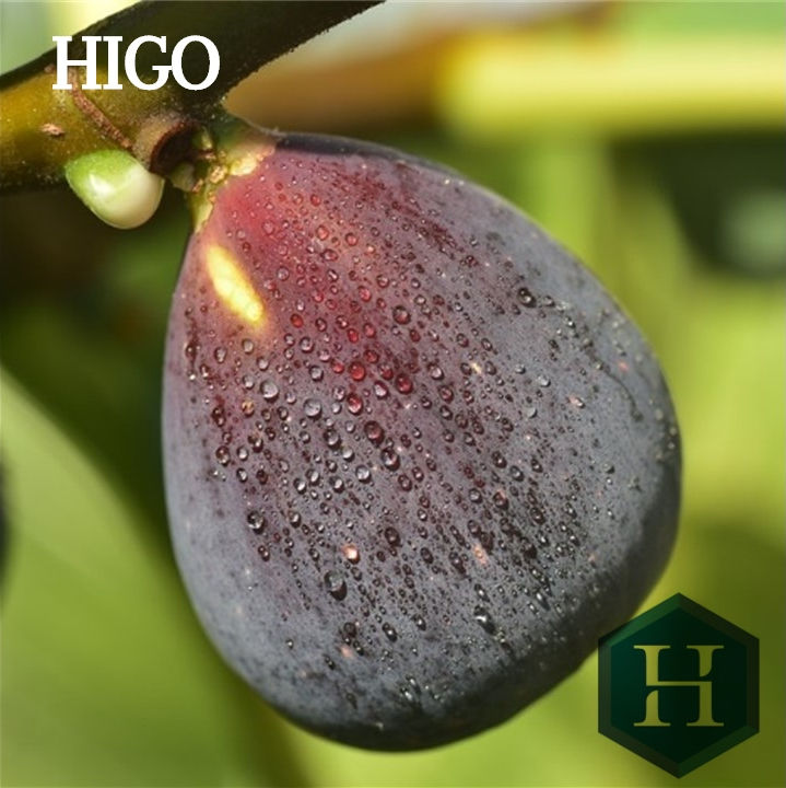 Esencia de Higo 6483