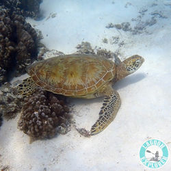 Lagoon Explorer Moorea (2)