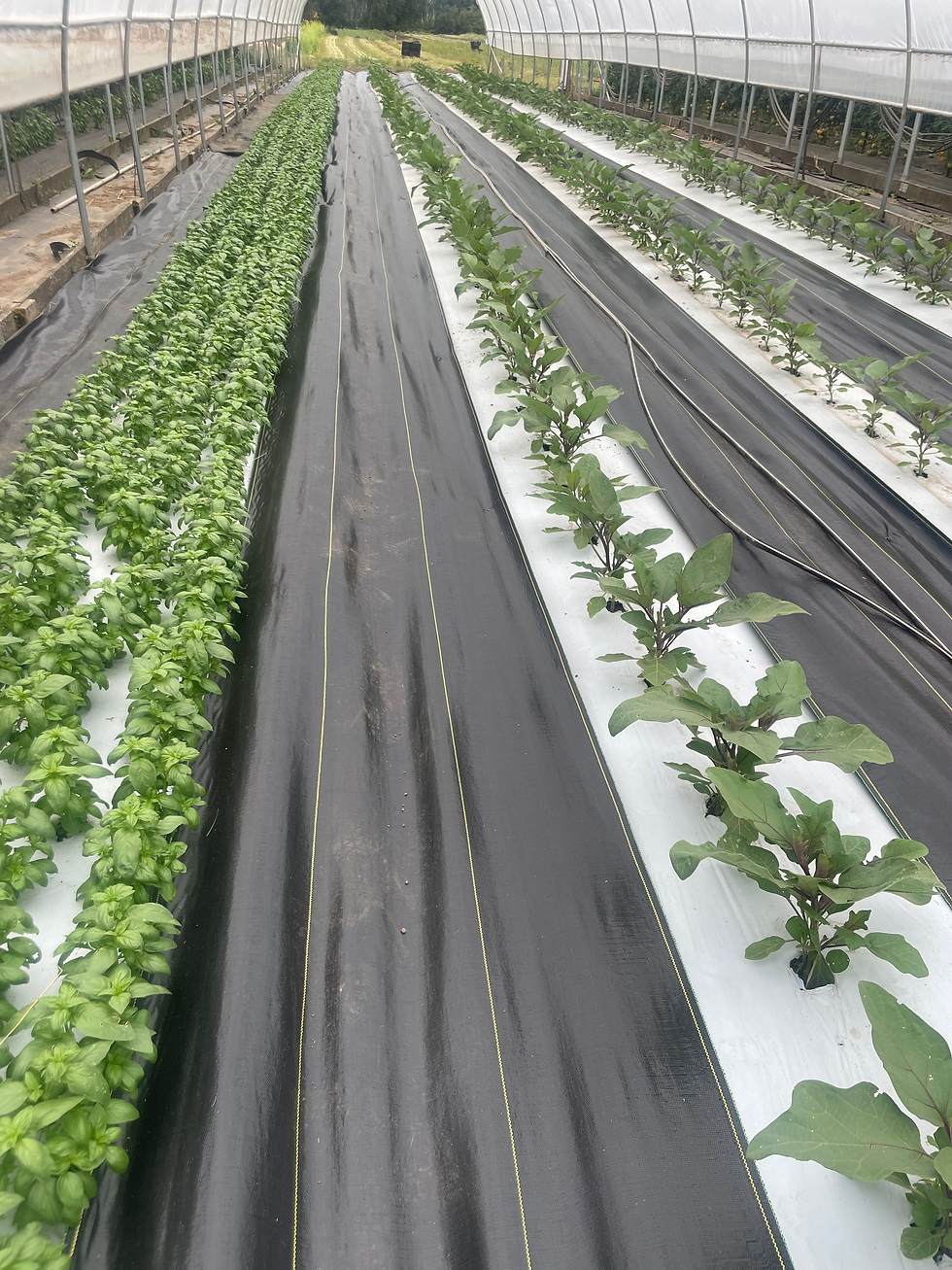Whelp the early season greenhouse basil was awesome, so we planted another round in a different greenhouse, next to... can you guess what crop is growing next to the basil?
