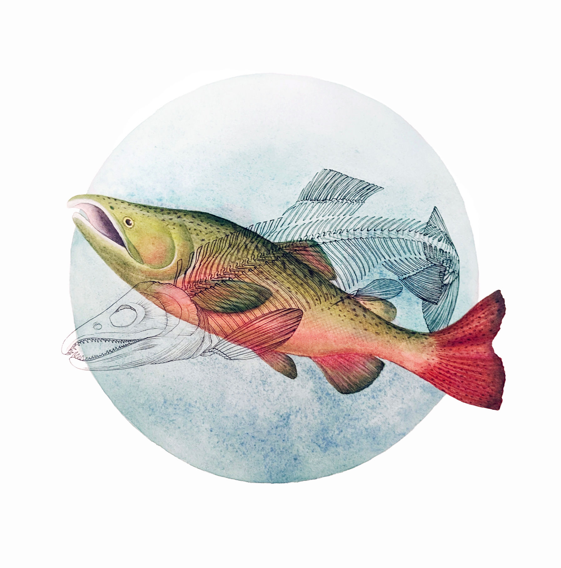 "Chinook Salmon" - Fine Art Print