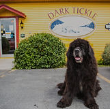 A Newfoundland Dog sits in front of a yellow store front, behind the dog a sign reads "Dark Tickle" in red letters.