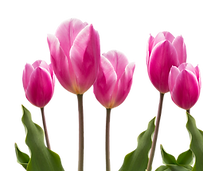 spring-g935cf6d6b_1920.png