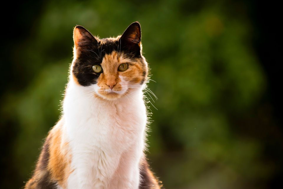 Parasites chez le chat : quels réflexes adopter selon les saisons ?