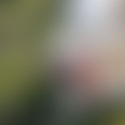 Faut-il privilégier la nourriture BARF ou opter pour des croquettes premium ?