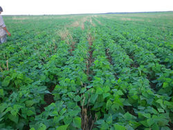 Cultivo poroto negro