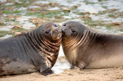 southern elephant seal