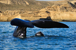 Southern Right Whale