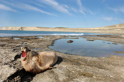 southern elephant seal