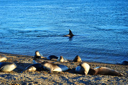 southern elephant seal