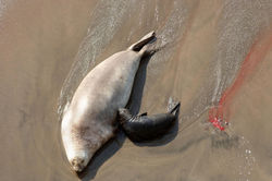 southern elephant seal