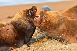 South American sea lion