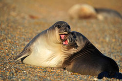 southern elephant seal