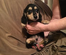 Dachshund Puppy