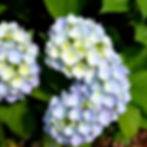 hydrangea.jpg